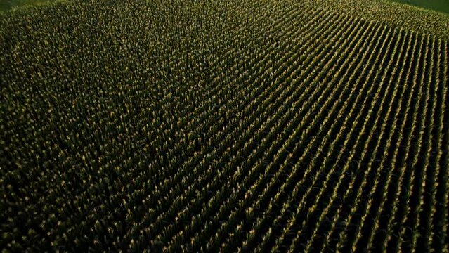 Cool patterns of endless corn. Beautiful farmland in Bavaria, drone shot