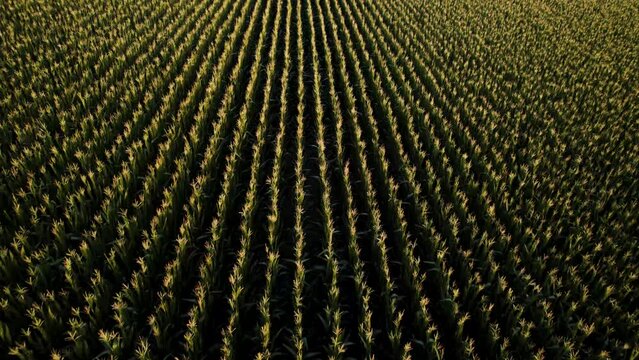 Corn rows at sunset. Golden fields from above.