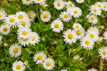 daisies in sunlight with bee on blooming flower. Nature and selective focus close up