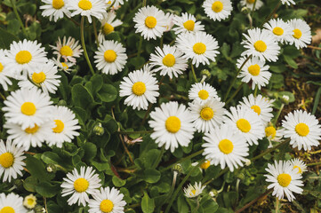 daisies in sunlight with bee on blooming flower. Nature and selective focus close up