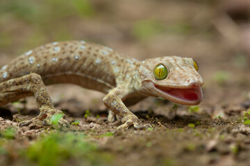 Gekkonidae on Nature Place