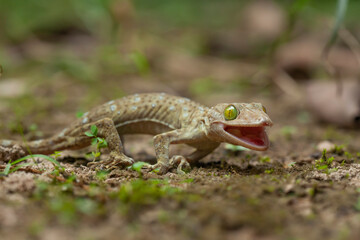 Gekkonidae on Nature Place
