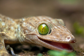 Gekkonidae on Nature Place