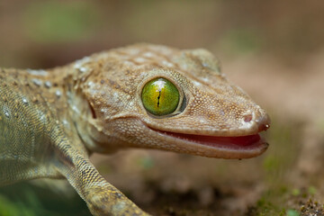 Gekkonidae on Nature Place