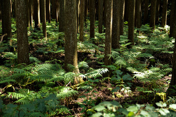 森の中のシダ植物と木、風情ある風景