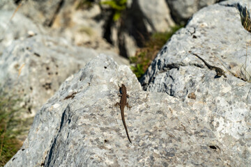 small lizard on the rock in the summer