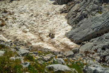 dog laying in snow in mountains during hot summer