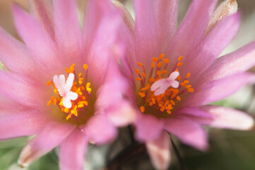 Flowering cactus Turbinicarpus