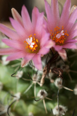 Obraz premium Flowering cactus Turbinicarpus