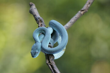 Trimeresurus insularis (Indonesian pit viper, Lesser Sunda Islands pit viper, Sunda white-lipped pit viper) is a venomous pit viper species found in eastern Java and the Lesser Sunda Islands, Indonesi