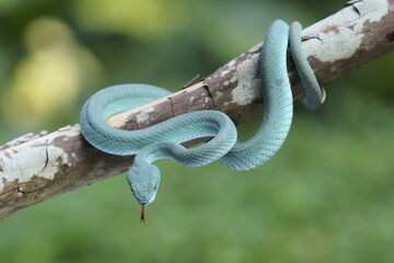 Trimeresurus insularis (Indonesian pit viper, Lesser Sunda Islands pit viper, Sunda white-lipped pit viper) is a venomous pit viper species found in eastern Java and the Lesser Sunda Islands, Indonesi