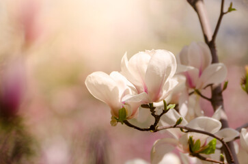 Beautiful magnolia tree blossoms in springtime. Jentle magnolia flower against sunset light.