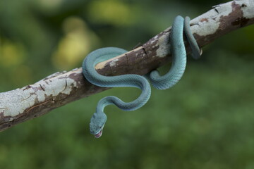 Trimeresurus insularis (Indonesian pit viper, Lesser Sunda Islands pit viper, Sunda white-lipped...