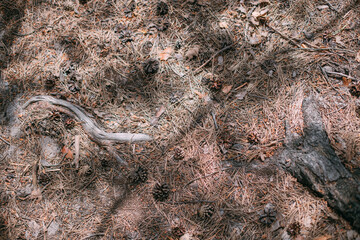 The ground with tree roots, fallen cones, pine needles in the sunlight.  Natural background