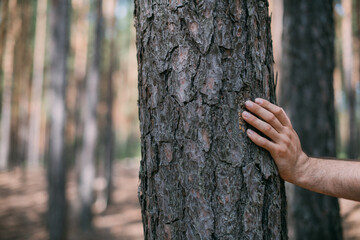 A man's hand is lying on a tree trunk in a pine forest on a sunny day.