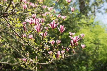 Beautiful magnolia tree blossoms in springtime. Jentle magnolia flower against sunset light.