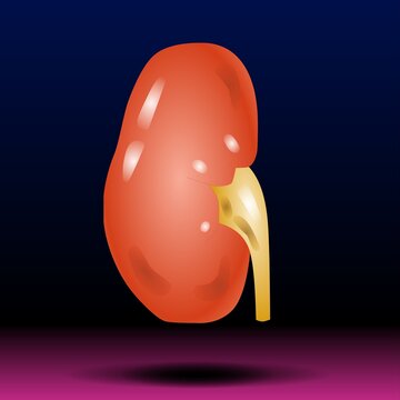 Scientific medical illustration kidney, 2d graphic illustration