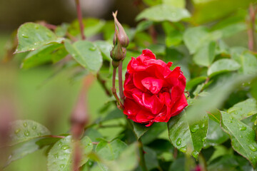 Beautiful red rose on a background of green grass on a summer day