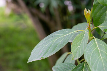 Closeup the soft leaves of an avocado tree