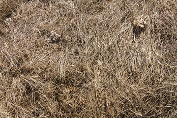 Closeup of old aged dry grass straw texture background