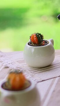 Spraying water on a potted variegated gymnocalycium mihanovichii cactus