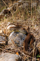 Balkan whip snake // Balkan-Zornnatter (Hierophis gemonensis) - Peloponnese, Greece