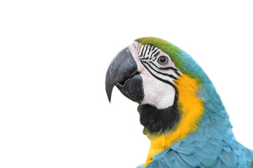 Head of macaws parrot have black stripes across on white fur face. Beak curved sharp of macaw parrot. Macaw parrot are popular bird as pet because it beauty fur isolated on white background.