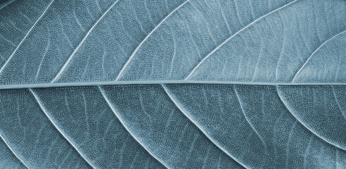 Obraz premium close up of leaf