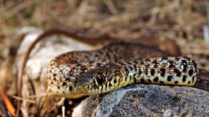 Balkan whip snake // Balkan-Zornnatter (Hierophis gemonensis) - Peloponnese, Greece