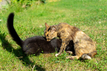 Cat with catty in the grass