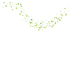 Leaves Green Falling Flying Foliage Leaf Tea Mint