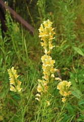 Common toad flax plant, Linaria vulgaris in the wild