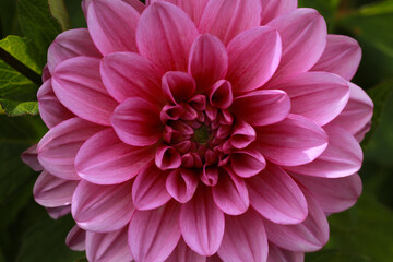 pink dahlia flower in the garden