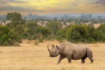 Black rhino male, Diceros bicornis, Ol Pejeta Conservancy, Kenya, East Africa   - obrazy, fototapety, plakaty