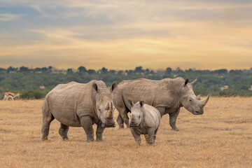 White rhino family during the sunset, square-lipped rhinoceros, Ceratotherium simum, Ol Pejeta Conservancy, Kenya, East Africa - obrazy, fototapety, plakaty