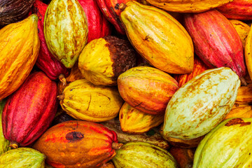 Close up of yellow, red and greenish cacao pods during harvest