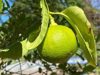 Fruits of the Bergamot Orange (Citrus × limon, syn. Citrus bergamia), Bergamotte, Zitrusfrüchte (Zitrusfruechte), Bergamote, Citronnier bergamote, Bergamotier, pera del Bey, pera de bey or Bergamota