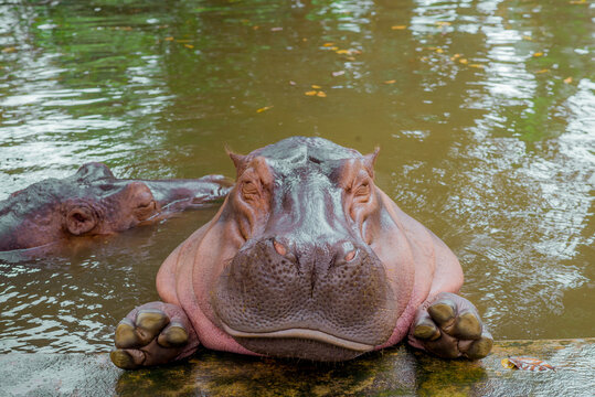 Hippopotamus. The hippopotamus is a large, omnivorous mammal of the Hippopotamidae family, native to sub-Saharan Africa.