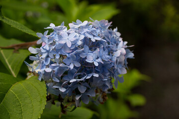 Blue Hydrangea Bloom with Green Leaves
