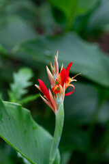 Closeup of Red Flower with Green Background