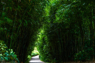 A leisure trail in the bamboo forest in the park