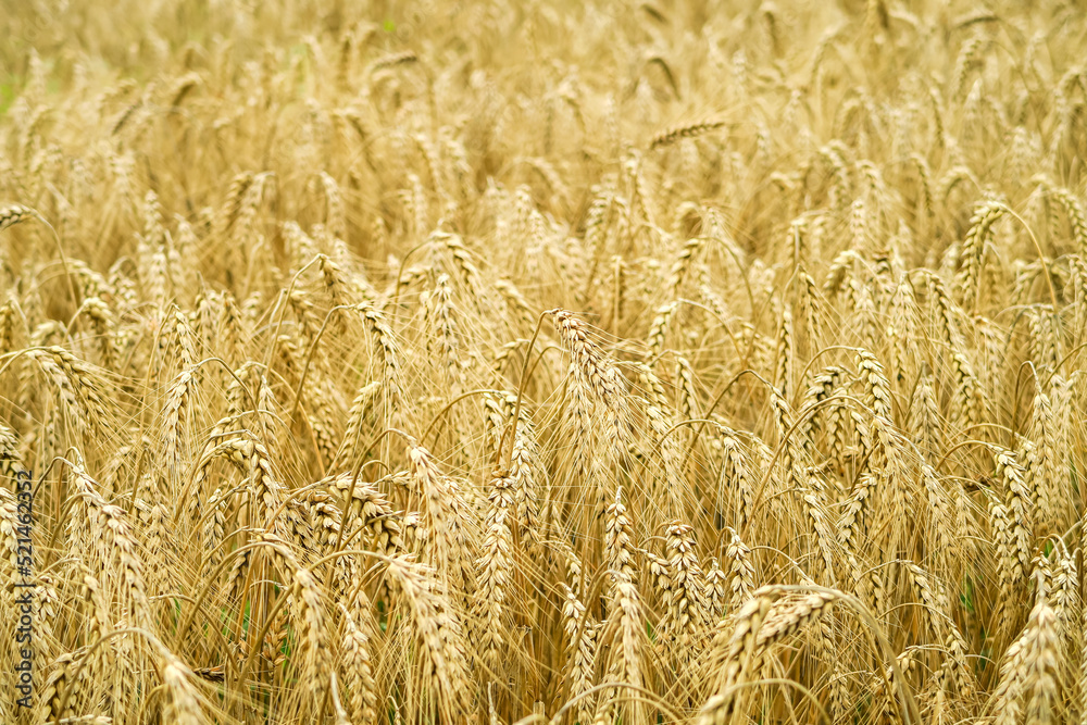 Wall mural field of ripe yellow wheat. food crisis concept