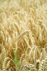 field of ripe yellow wheat. food crisis concept