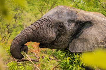 Beautiful Wild African Elephants in the Mole National Park, the largest wildlife refuge in Ghana, West Africa