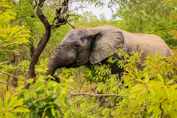 Beautiful Wild African Elephants in the Mole National Park, the largest wildlife refuge in Ghana,...