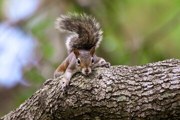 Closeup shot of a Western gray squirrel on the tree © Nehemiah’s Studio Photography/Wirestock Creators
