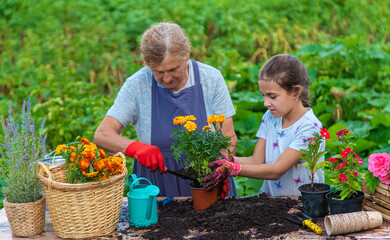 Women grandmother and granddaughter are planting flowers in the garden. Selective focus.