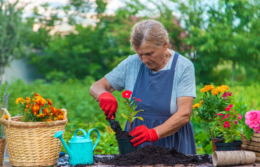 Senior woman is planting flowers in the garden. Selective focus.