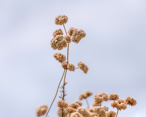 The flowers of a California Buckwheat shrub (Eriogonum fasciculatum) against a cloudy sky.