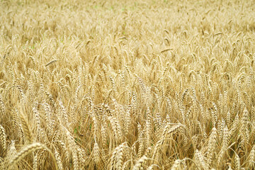 field of ripe yellow wheat. food crisis concept
